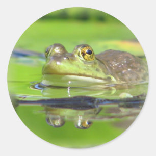 Green Frog Sticker