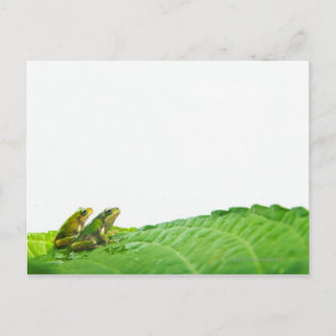 Green frogs on the leave postcard