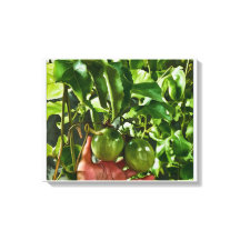 Green Fruit