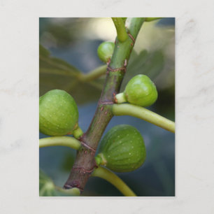 Green fruits of a common fig  tree postcard