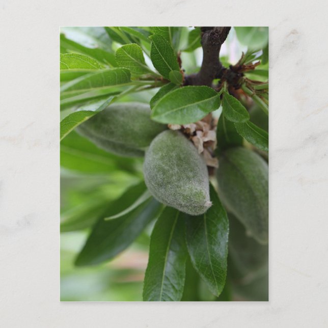 Green fruits of an almond tree postcard (Front)