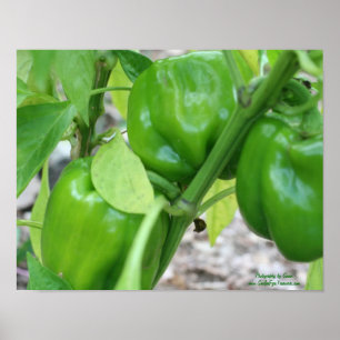 Green Garden Peppers On The Vine Poster