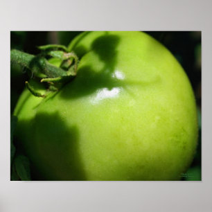 Green Garden Tomato Poster Print