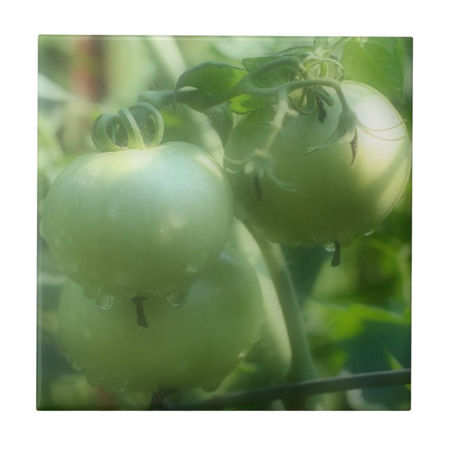 Green Garden Tomatoes On Vine Nature Tile (Front)