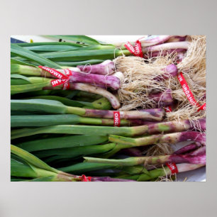 Green Garlic Poster