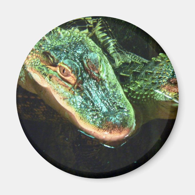 Green Gators Magnet (Front)