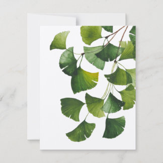 Green Ginkgo Biloba - Blank Card V2