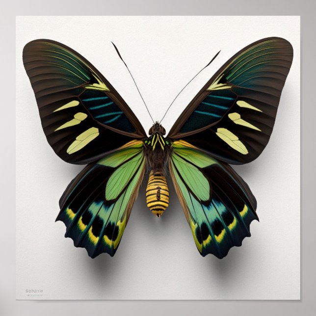 Green Goliath Birdwing Butterfly Art Print Poster (Front)