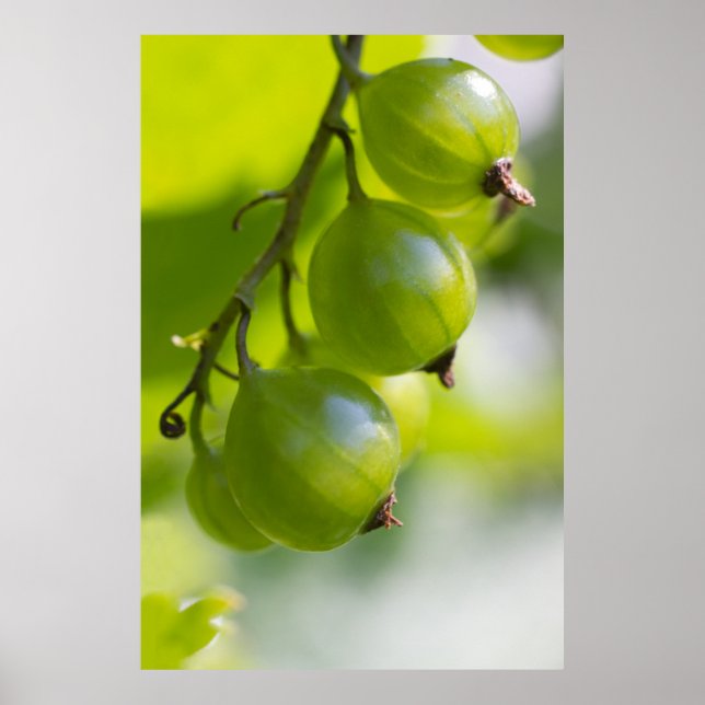 Green Gooseberries CC0208 Wake Up Poster (Front)