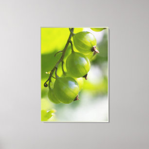 Green Gooseberries CC0307 Large Canvas Print