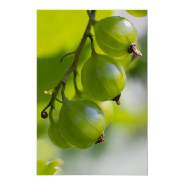 Green Gooseberries CC0324 New Options Poster (Front)