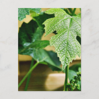 Green Grape Leaf Postcard