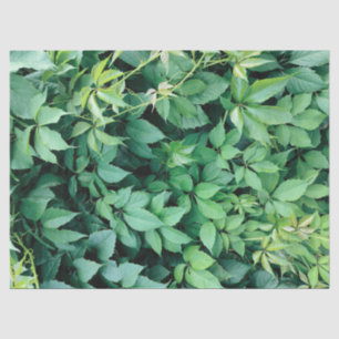 Green Grape Leaves Tissue Paper