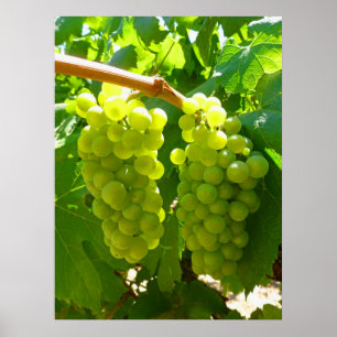 Green Grapes on the Vine Poster