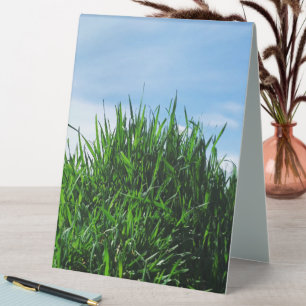 Green grass against the background of the endless