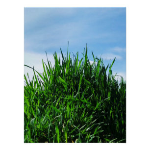 Green grass against the background of the endless poster