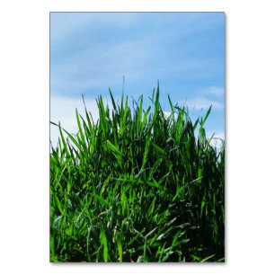 Green grass against the background of the endless table number