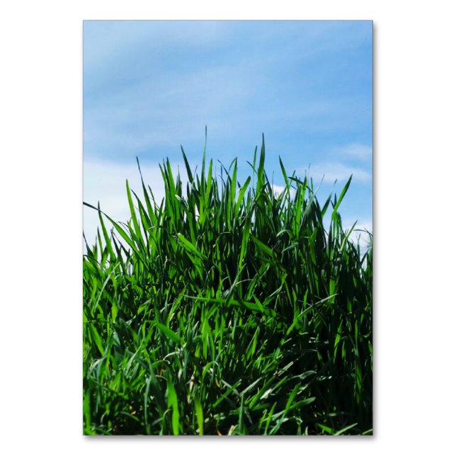 Green grass against the background of the endless  table number (Front)