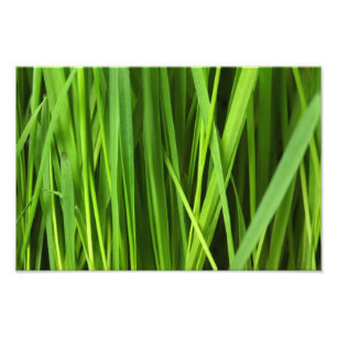 Green Grass background Photo Print