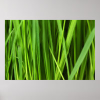 Green Grass background