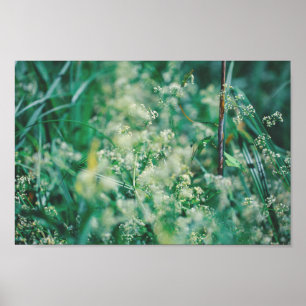 Green Grass Flowers Leaves Meadow Nature Poster