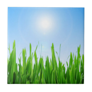 Green Grass Garden with Blue Sky Design Tile