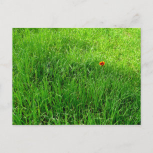 Green Grass Postcard