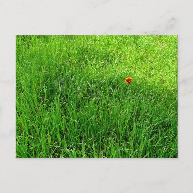 Green Grass Postcard (Front)