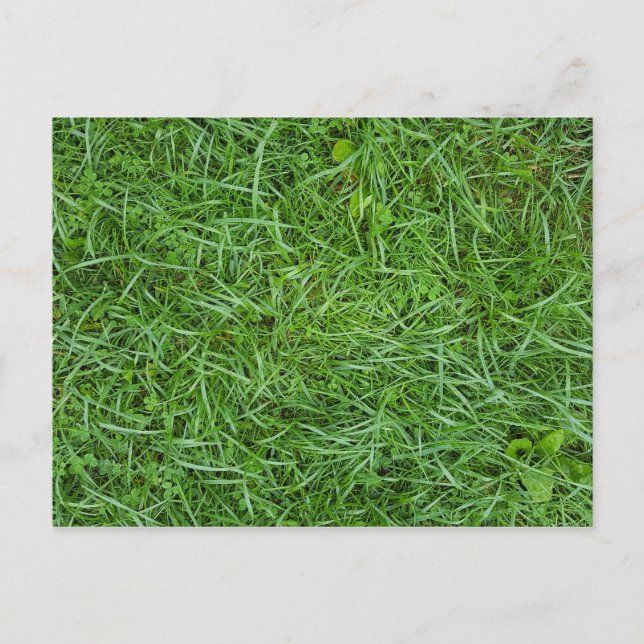 Green Grass Postcard (Front)