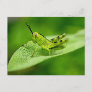 Green Grasshopper Nymph on a Leaf Postcard