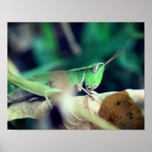 Green Grasshopper On Leaf Insect  Poster