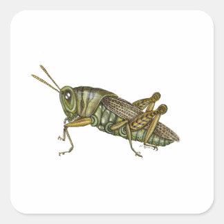 Green Grasshopper Square Sticker