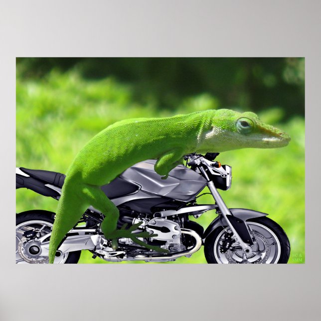 Green Hawaiian Gecko Rider Poster (Front)