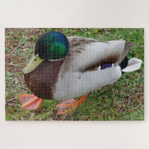 Green Head Duck Jigsaw Puzzle