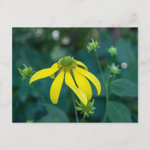Green-Headed Coneflower Yellow Wildflower Postcard
