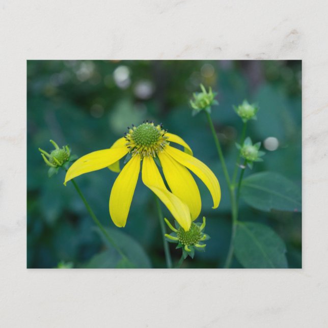Green-Headed Coneflower Yellow Wildflower Postcard (Front)