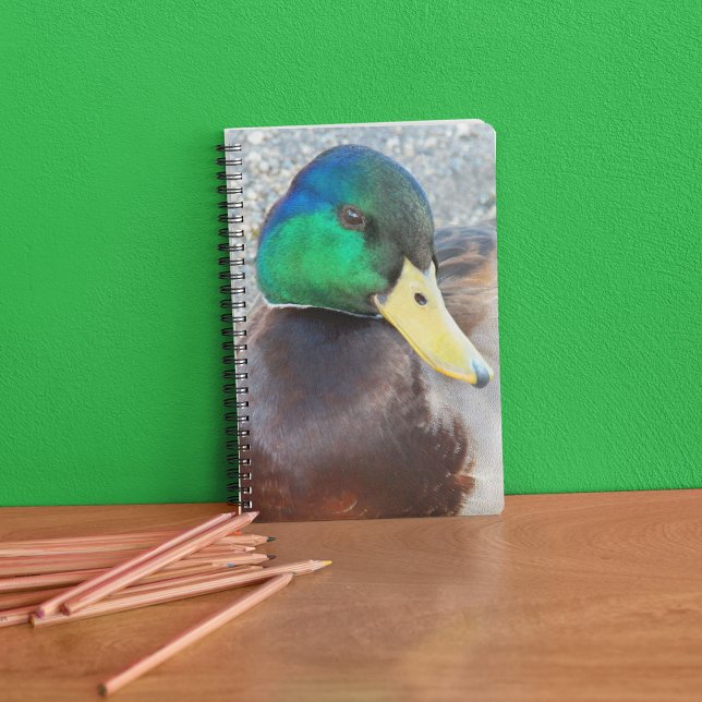 Green Headed Male Mallard Duck Notebook (In Situ)