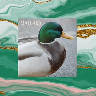 Green Headed Mallard Drake Photo Tile