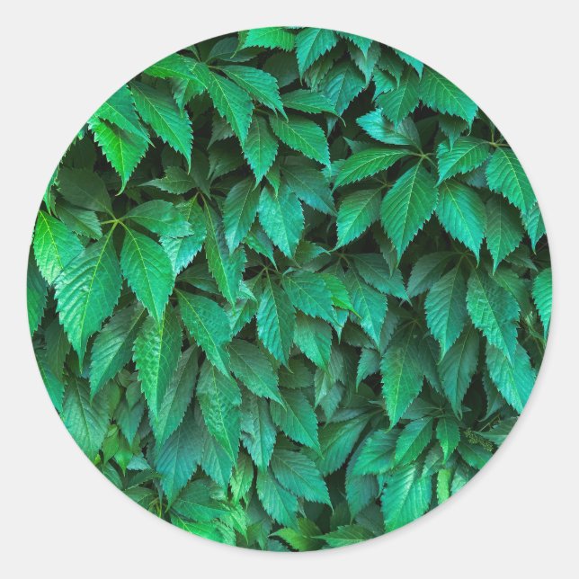 green hedge background classic round sticker (Front)