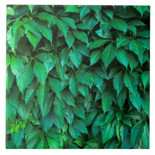 green hedge background parthenocissus pattern text tile