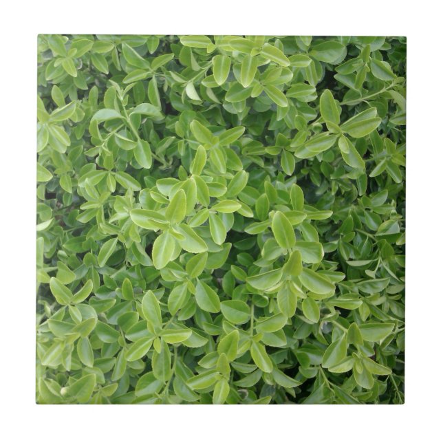 Green Hedge Shrub Type Plant Photograph Photo Tile (Front)