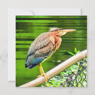 Green heron