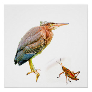 Green heron and Grasshopper Poster