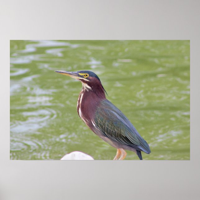 Green Heron Bird Photo Poster (Front)