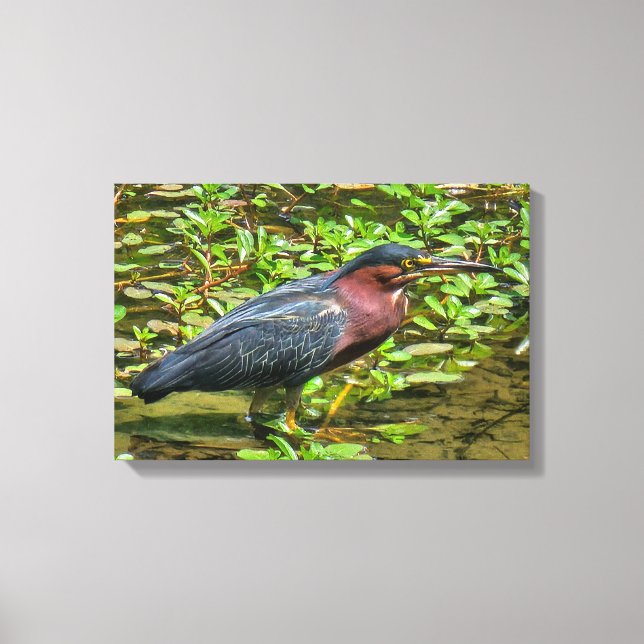Green Heron (Butorides virescens) Canvas Print (Front)