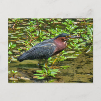 Green Heron (Butorides virescens) Postcard