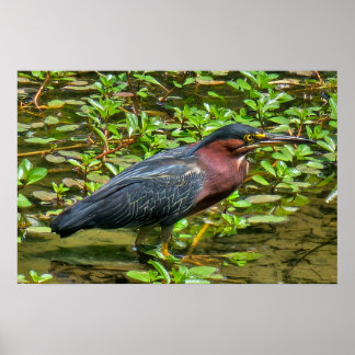 Green Heron (Butorides virescens) Poster