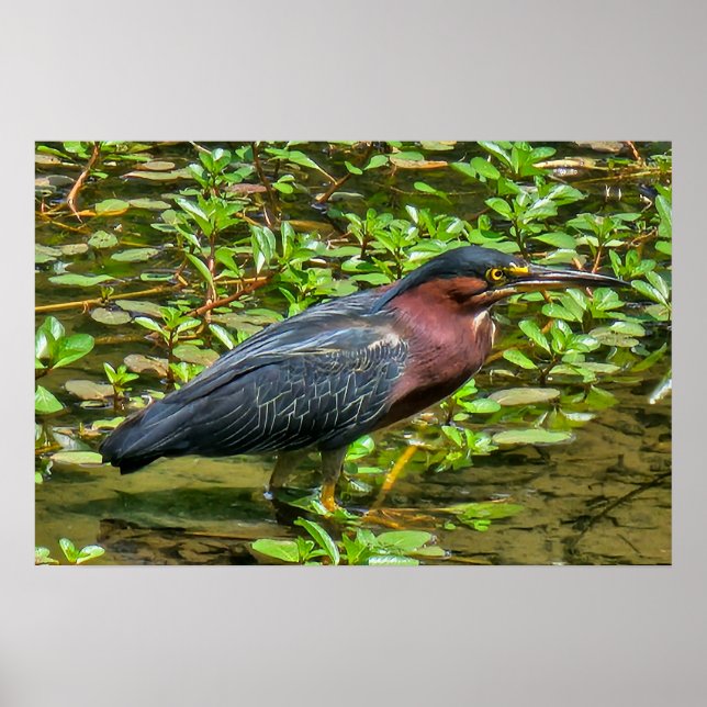 Green Heron (Butorides virescens) Poster (Front)