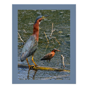 Green Heron (Butorides virescens) Poster