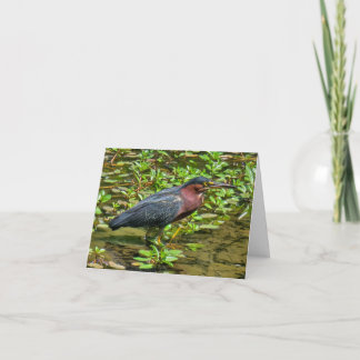 Green Heron (Butorides virescens) Thank You Card